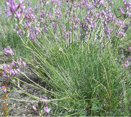 astragal dlinnonozhkovyj